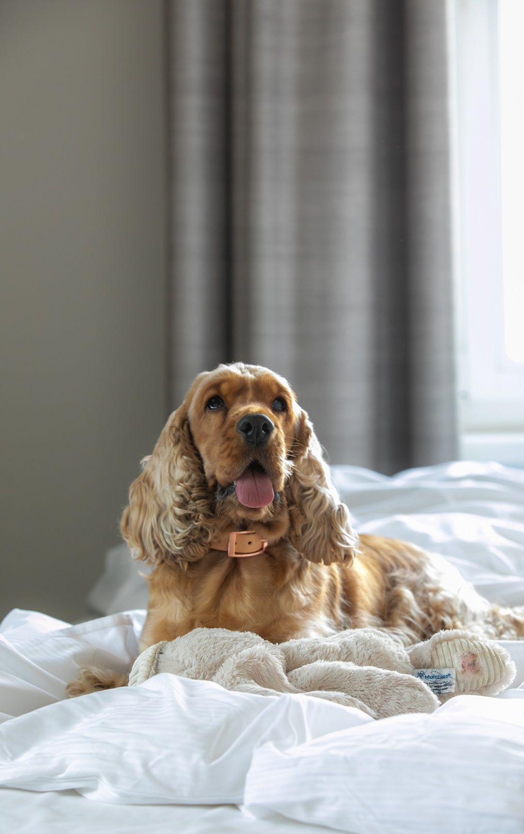 Budapest felfedezéséhez hozd magaddal a kis kedvenced is!